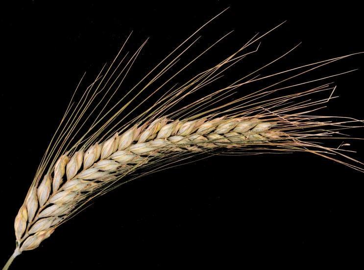 a close up s of some grain with its stalks