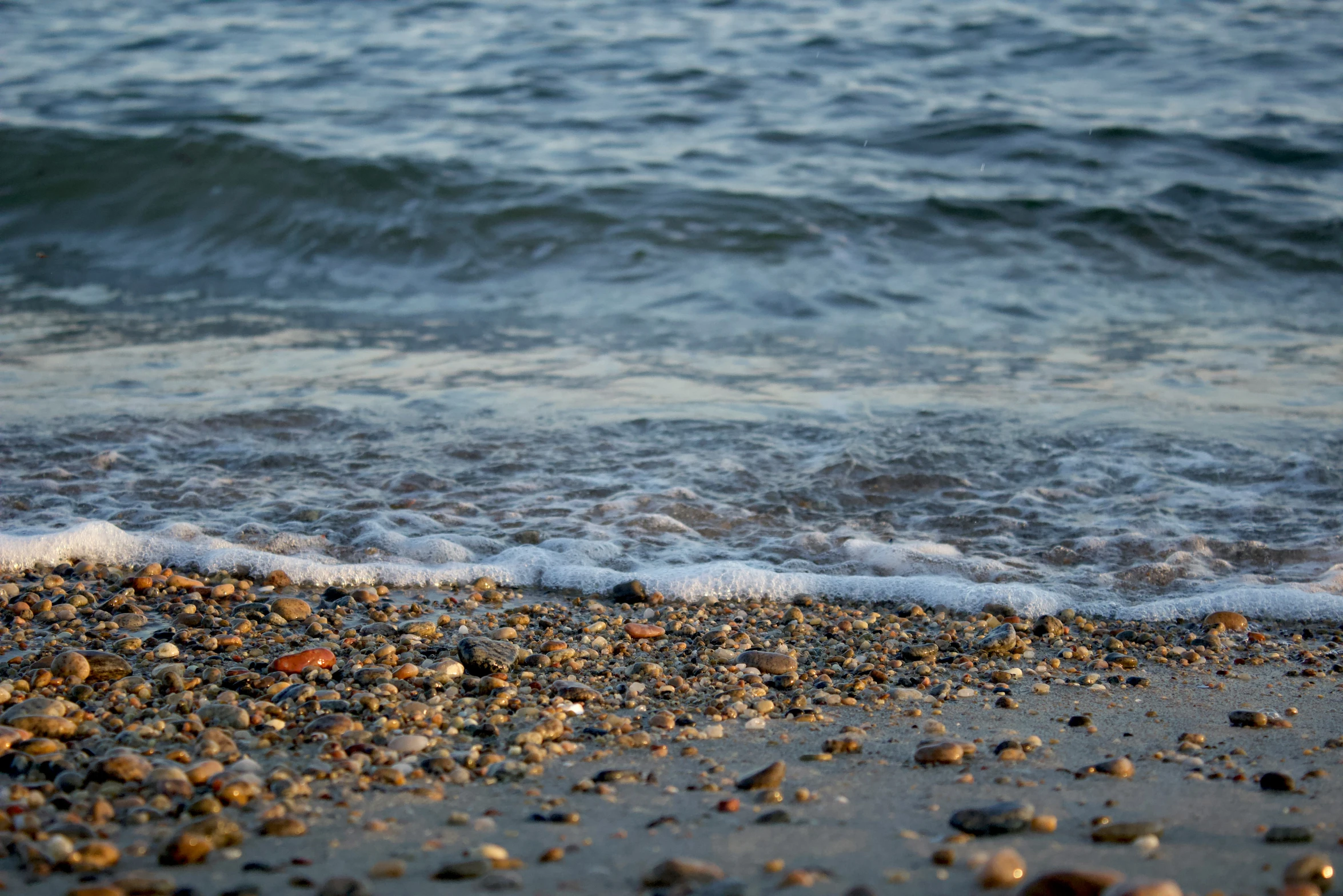 a bunch of shells on a beach near the water