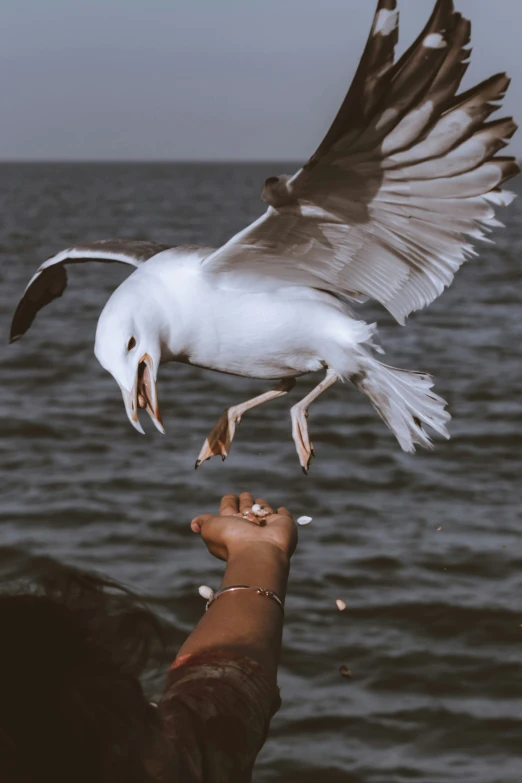 a seagull flies low to the ground while a man reaches for soing