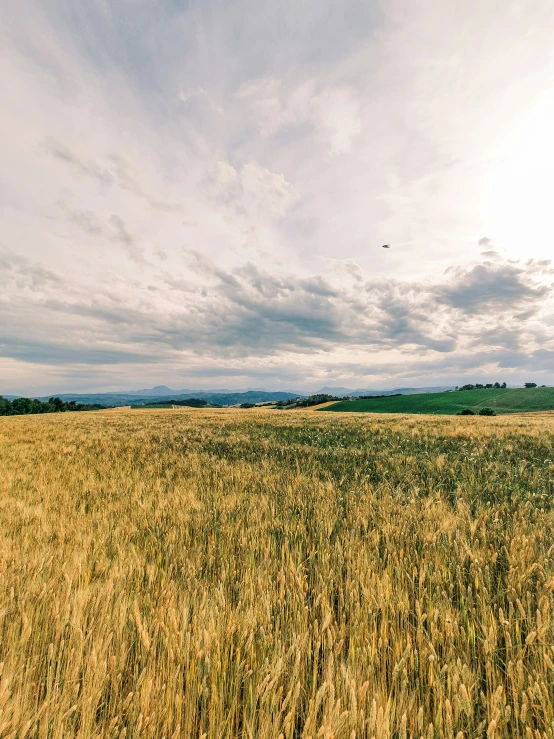 an open field under a cloudy sky with a bird flying overhead