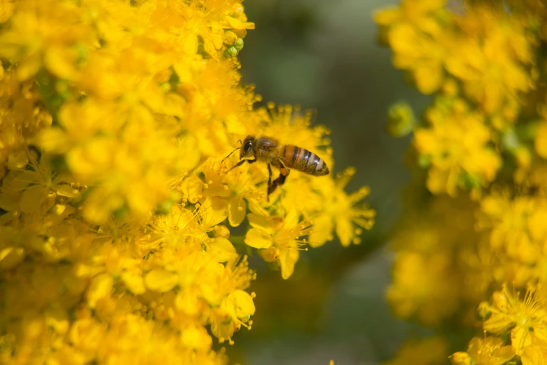 a bee flying by some yellow flowers