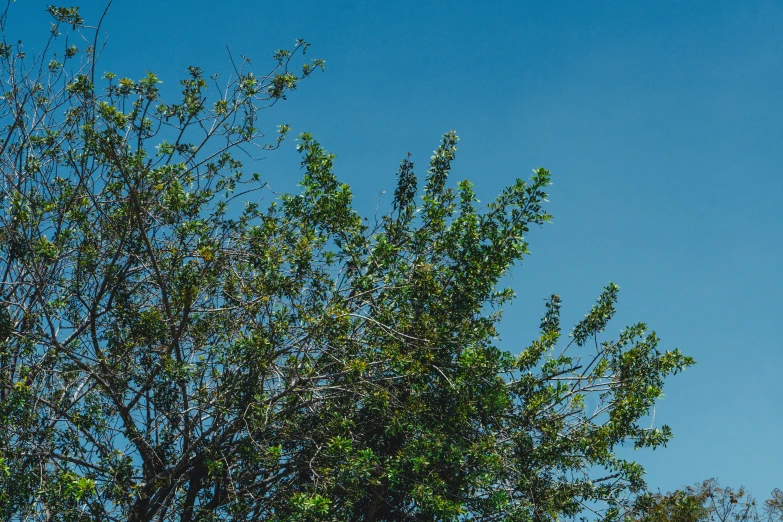 an airplane flies over the tops of a tree