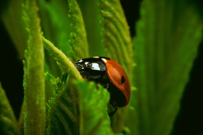 the ladybug is standing on some green leaves