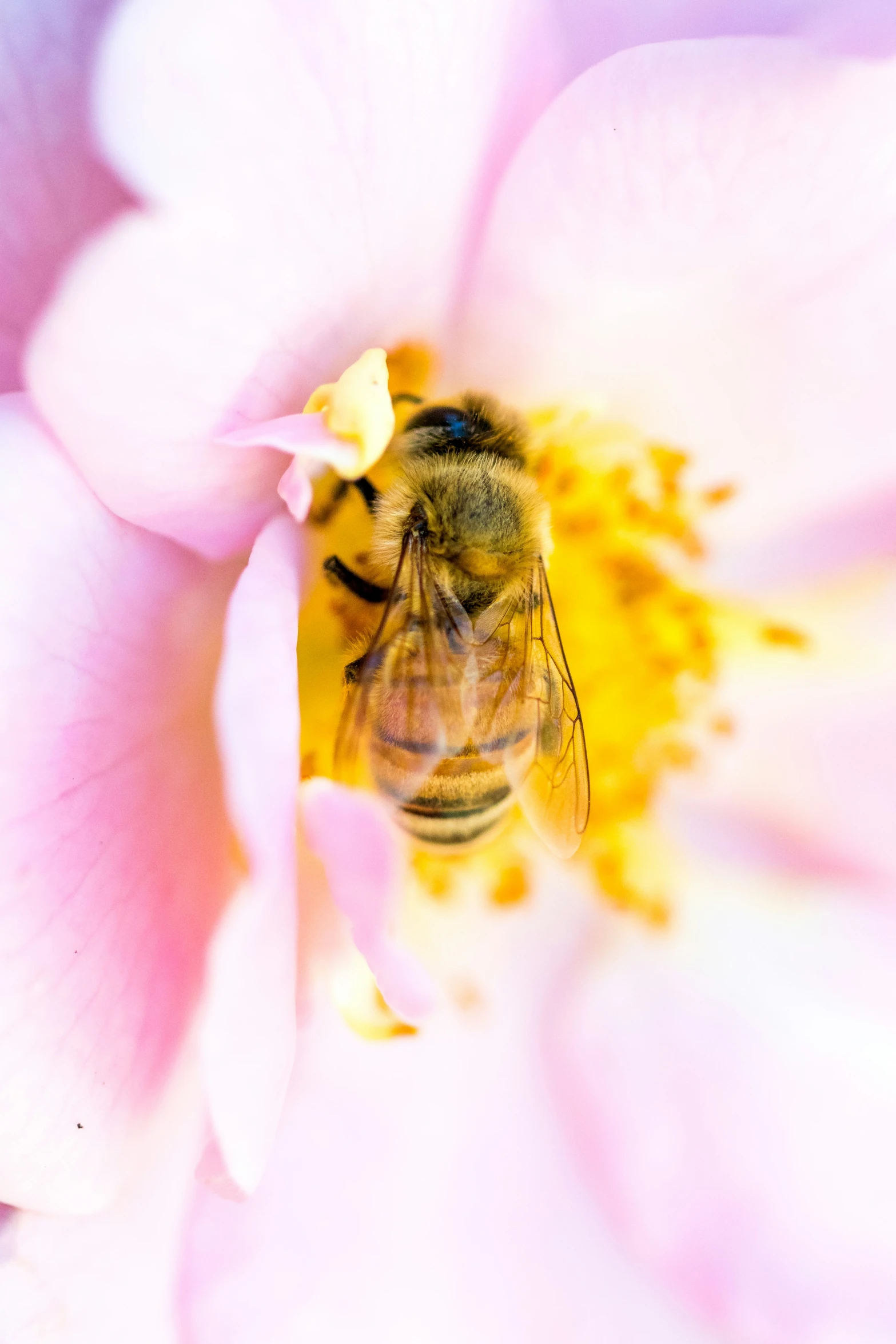a bee is sitting in a pink rose