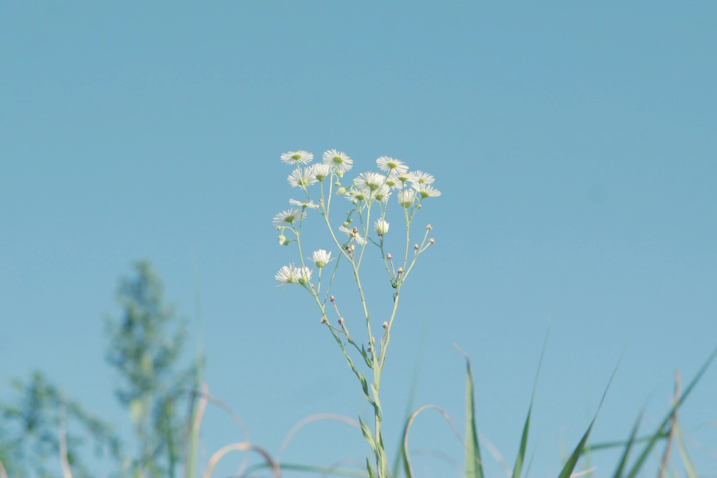 a close - up view of the top of a tall flower