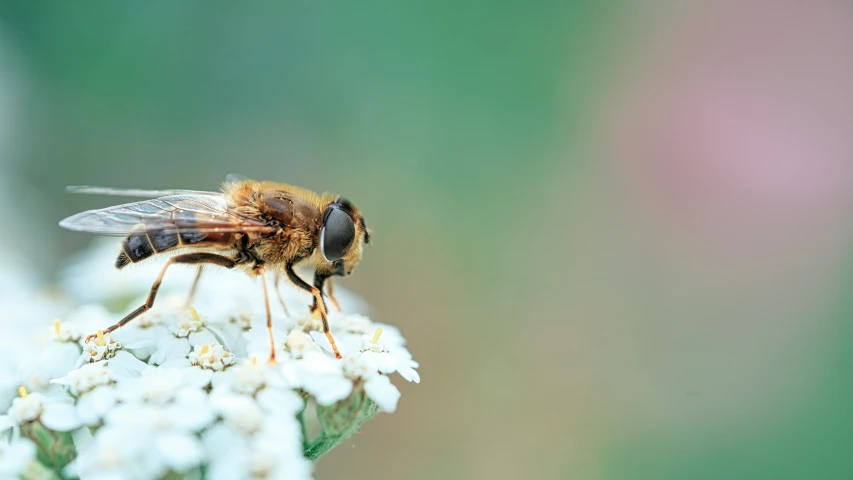 a bee is on a small white flower