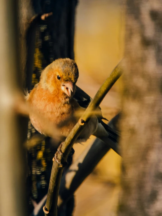 a small bird sitting on the nch of a tree