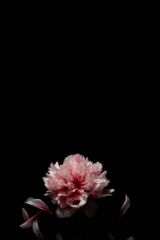 a pink flower is sitting in the dark