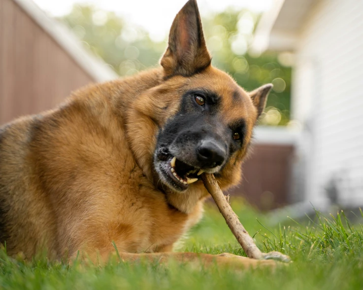 a dog holding a stick in its mouth