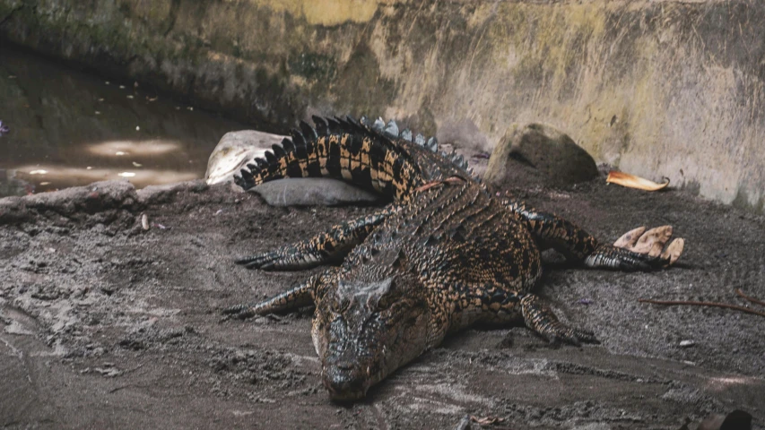 a large alligator laying on top of cement