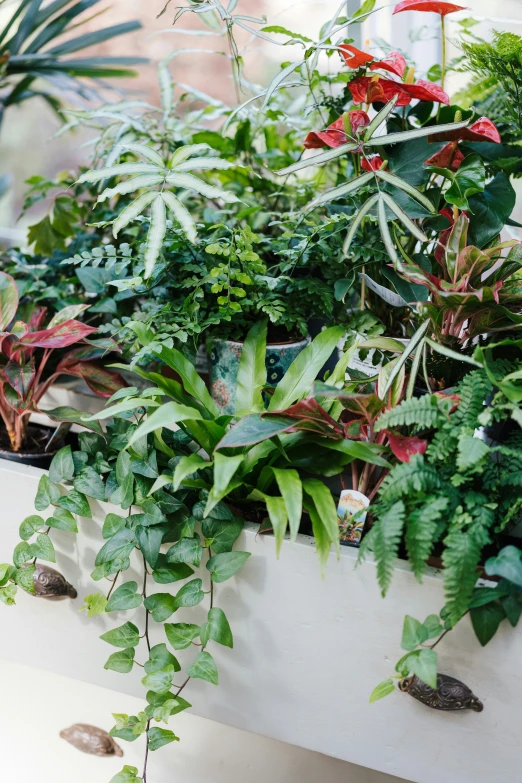 a window sill filled with lots of different green plants