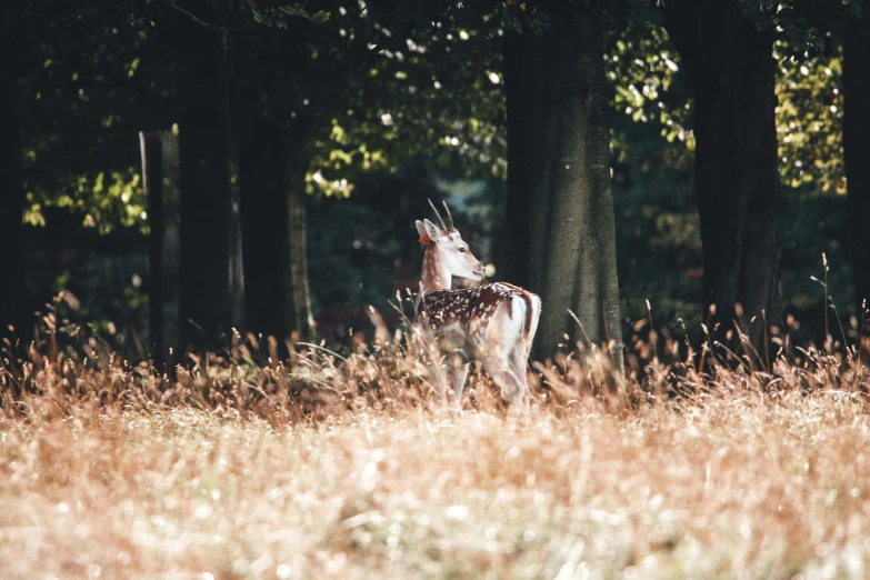 some deer standing in the middle of a field