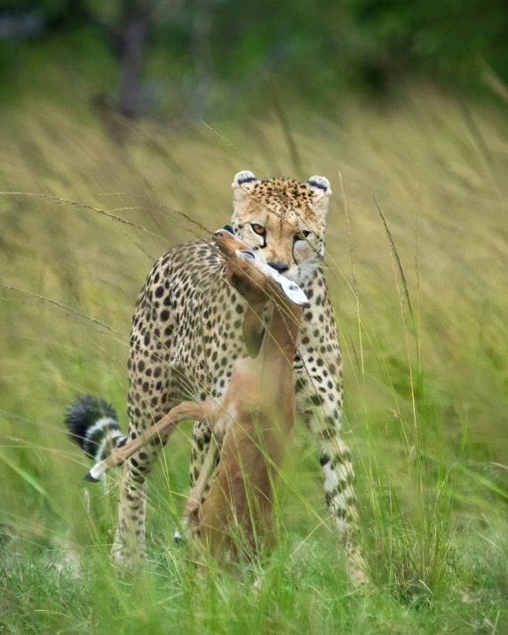 a baby cheetah plays with its mother in the wild