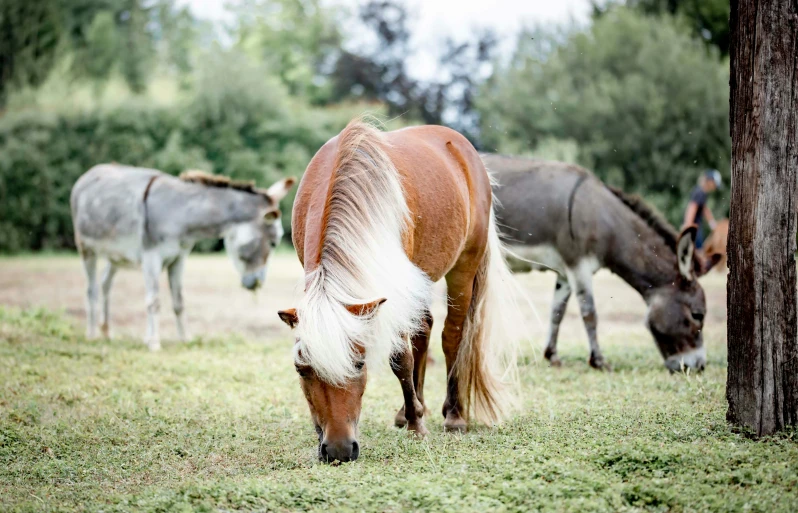 a group of horses eating grass on the side of a road