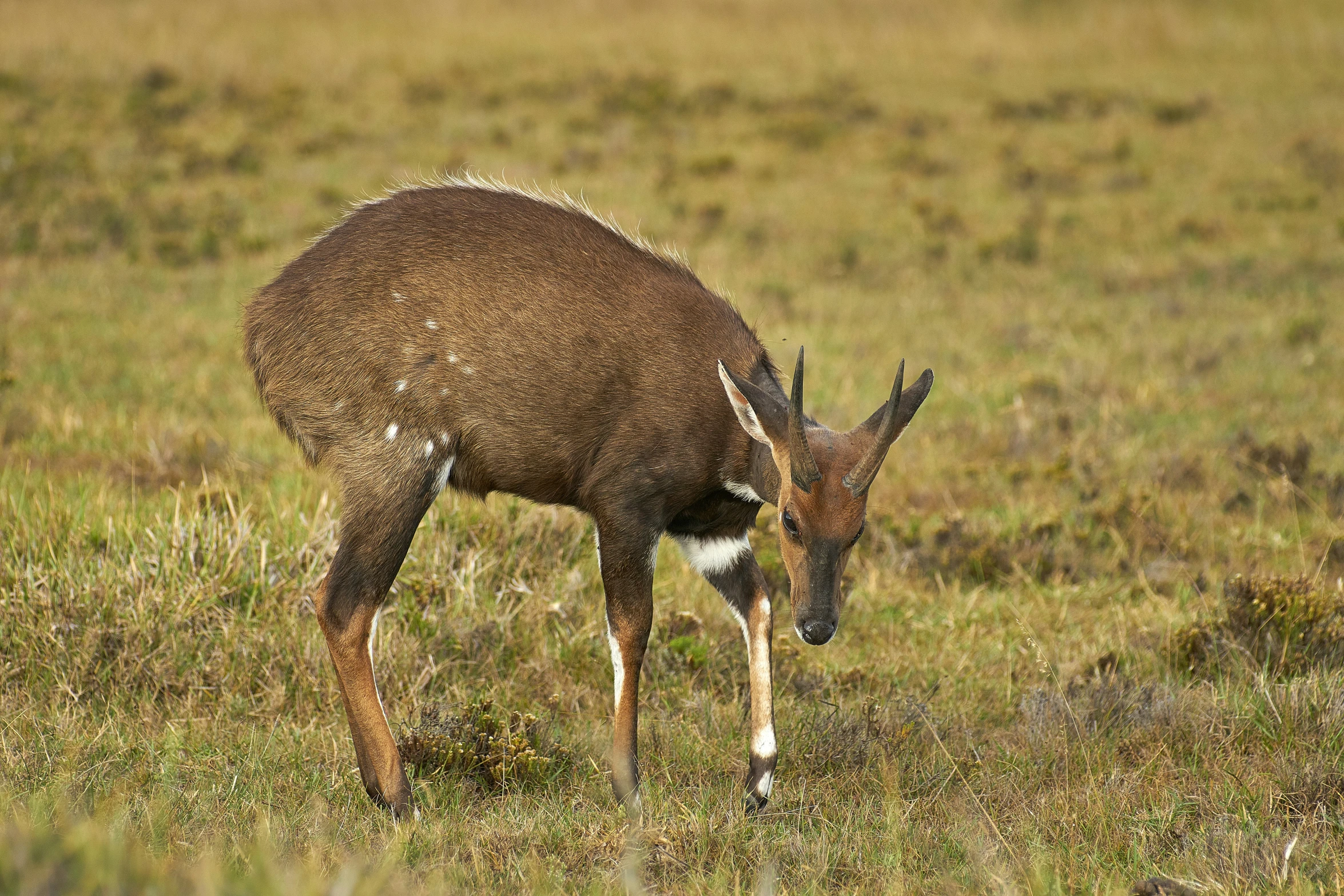 a small animal with no body and some grass