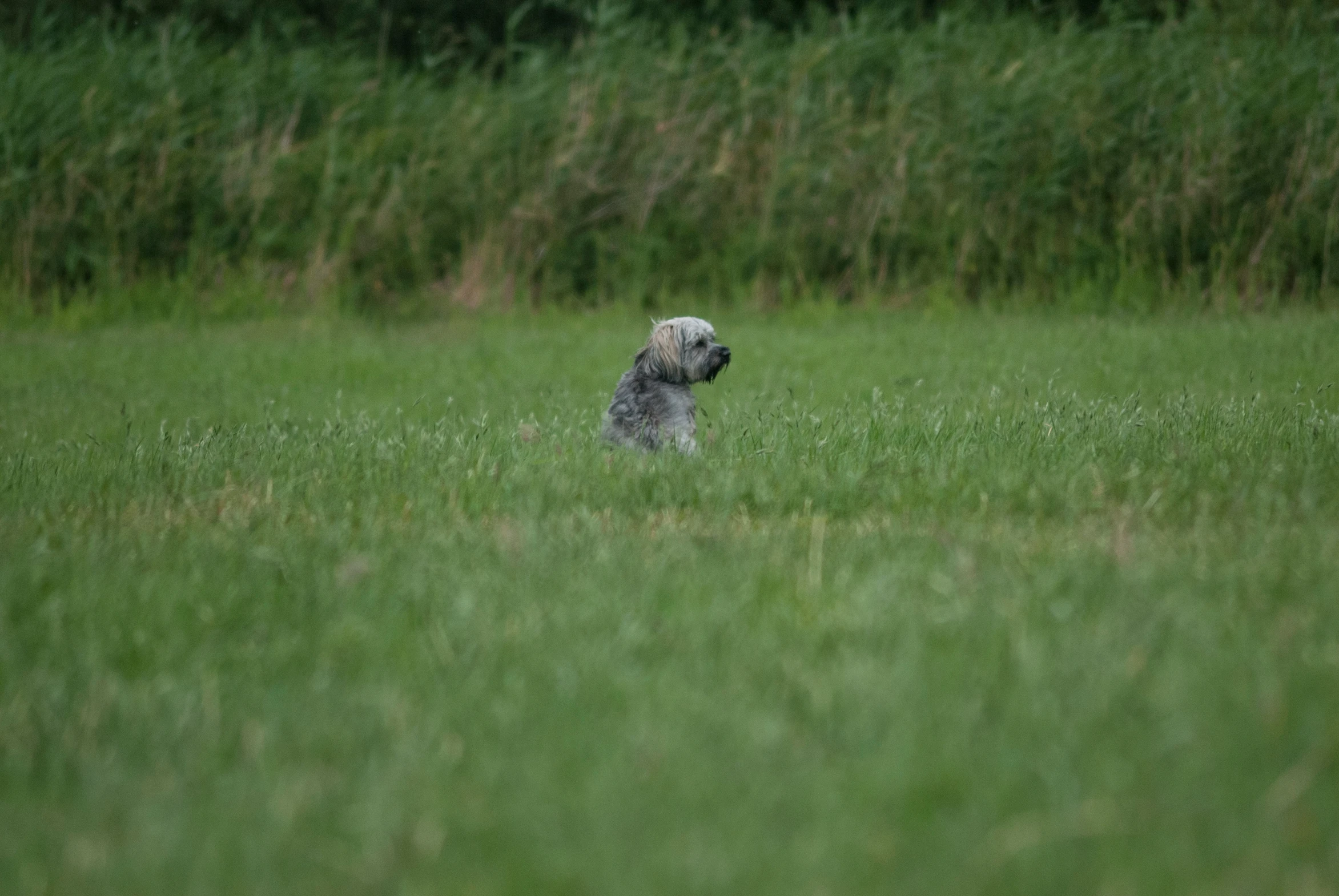 a dog sitting on the grass looking at soing