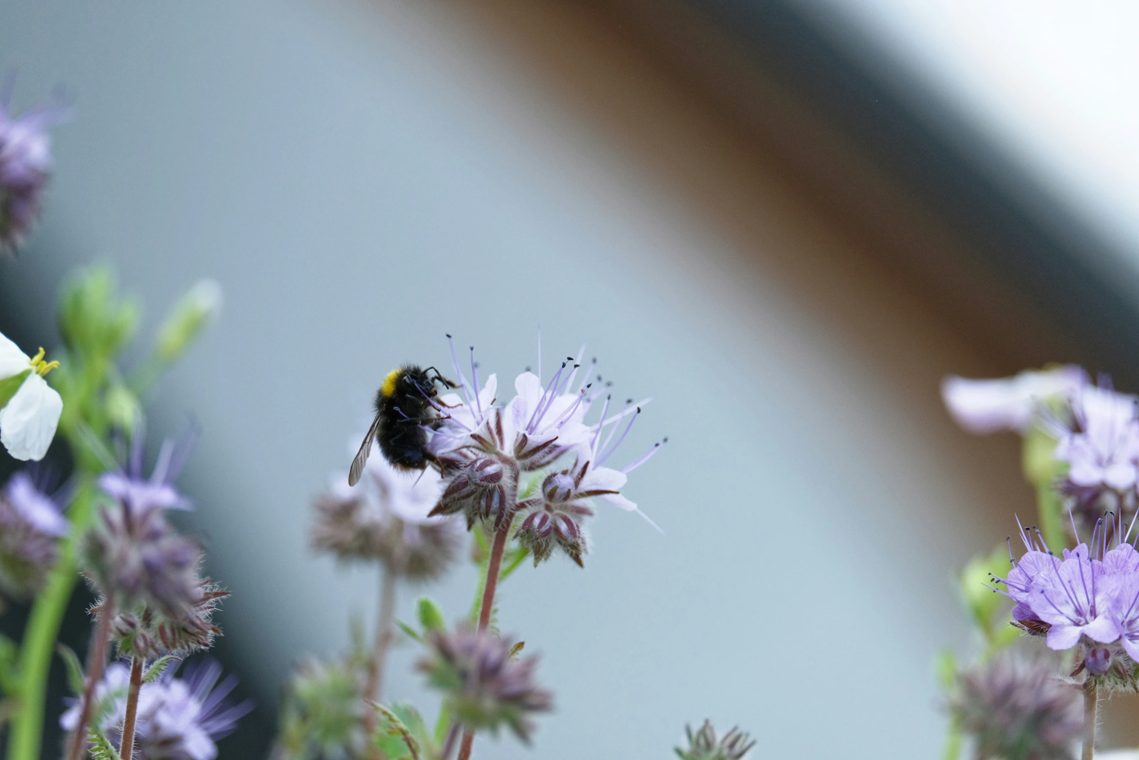 a close - up of a bumblebee on purple flowers