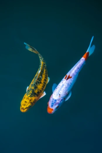 two large orange and blue kohaki fish swimming on a body of water