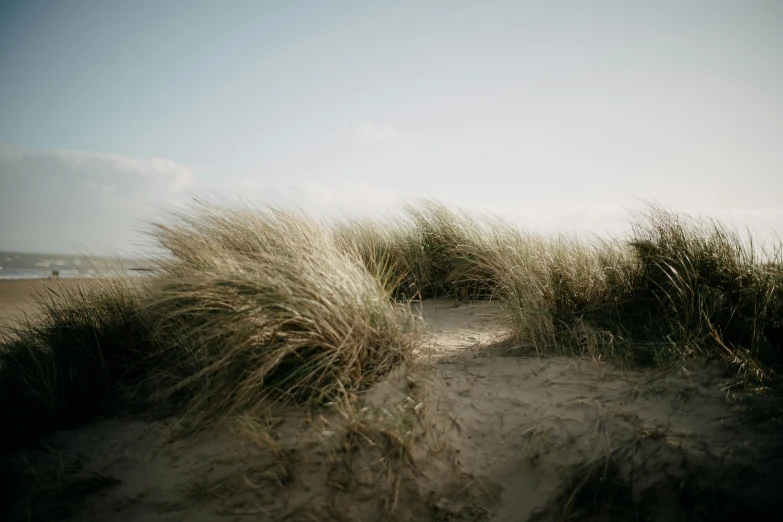 a path to the beach leads into the sand dunes