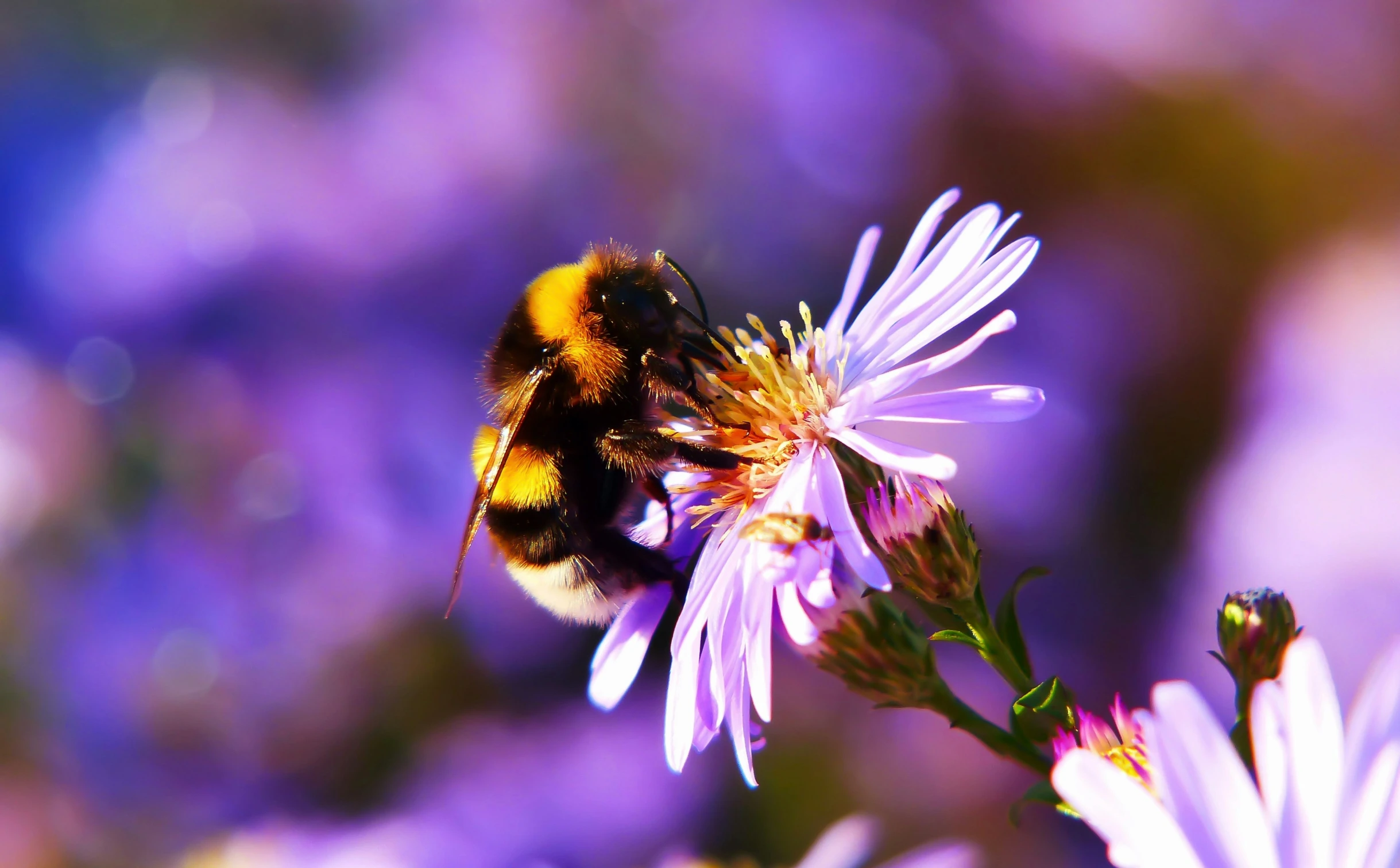 the bum is on a purple flower in the sun