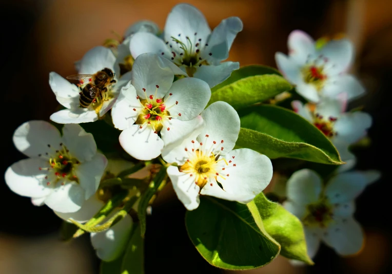 a bush filled with lots of white flowers