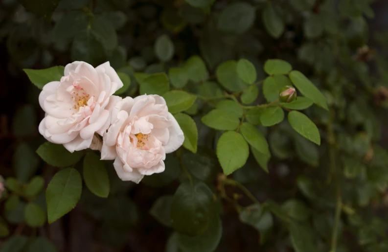 some small pink flowers blooming on a green stem