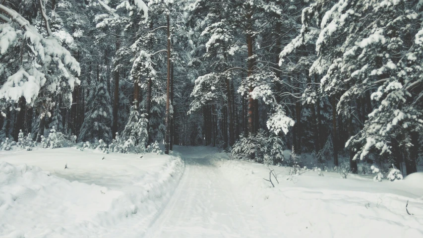 the snow covered road is marked with the path between the trees