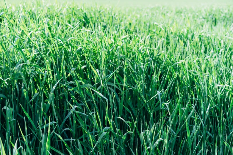 a field full of grass with small leaves on the top