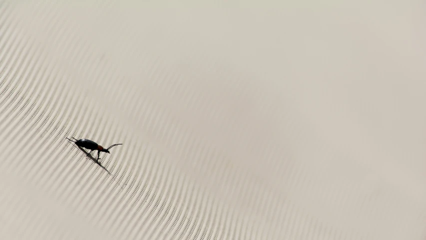 a single bug crawling on top of the desert