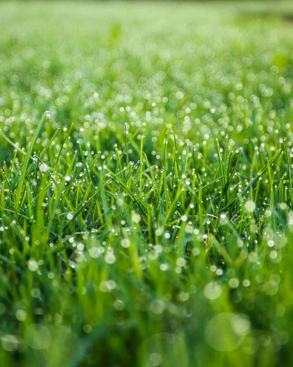 green grass covered with drops of water