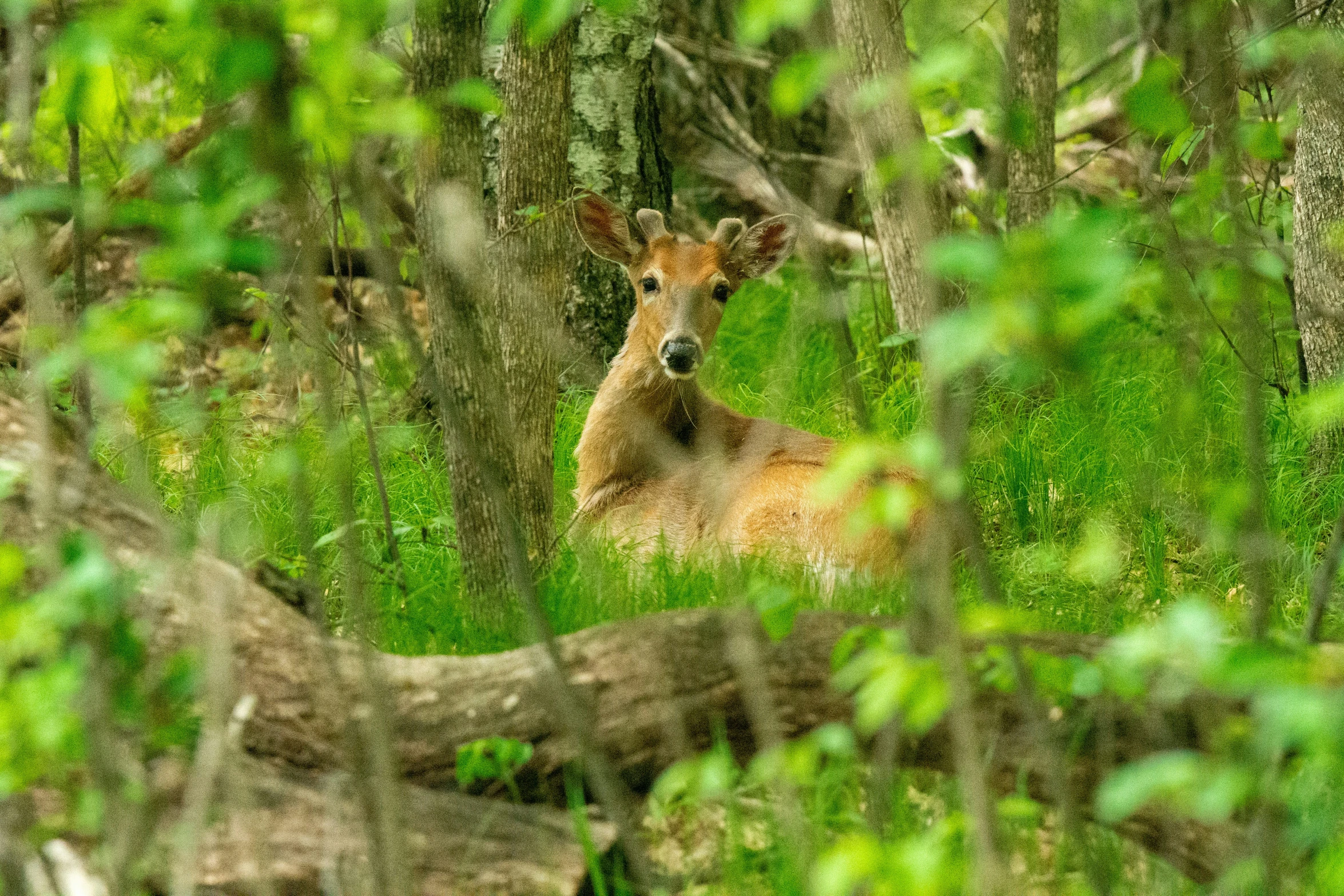 a deer sits in the woods near a tree