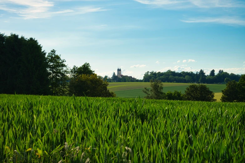 a field filled with tall green grass next to a lush green forest