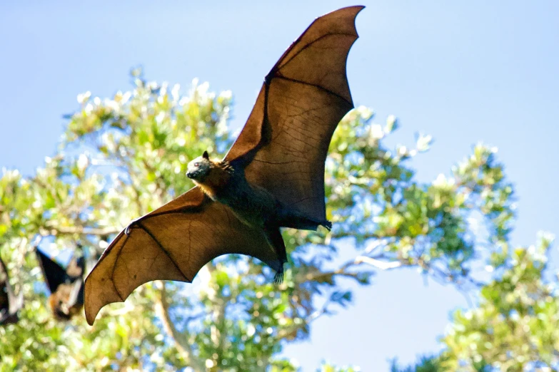 a bat that is flying in the air