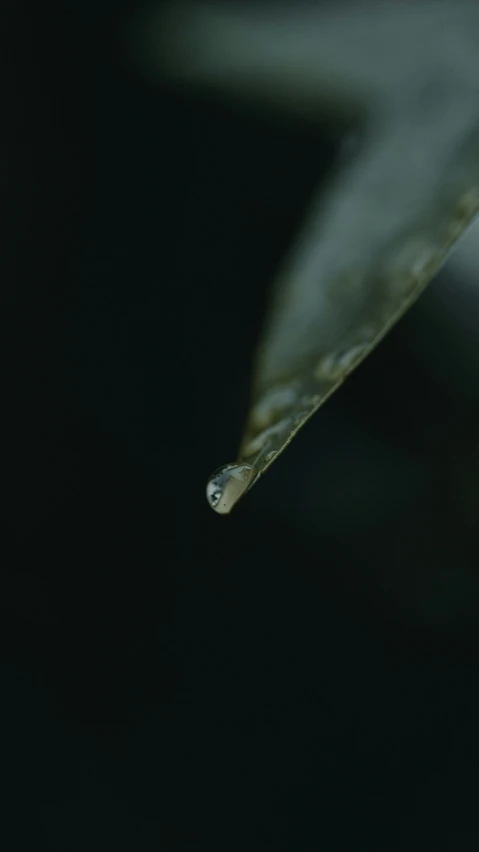 a single water droplet on the tip of a leaf