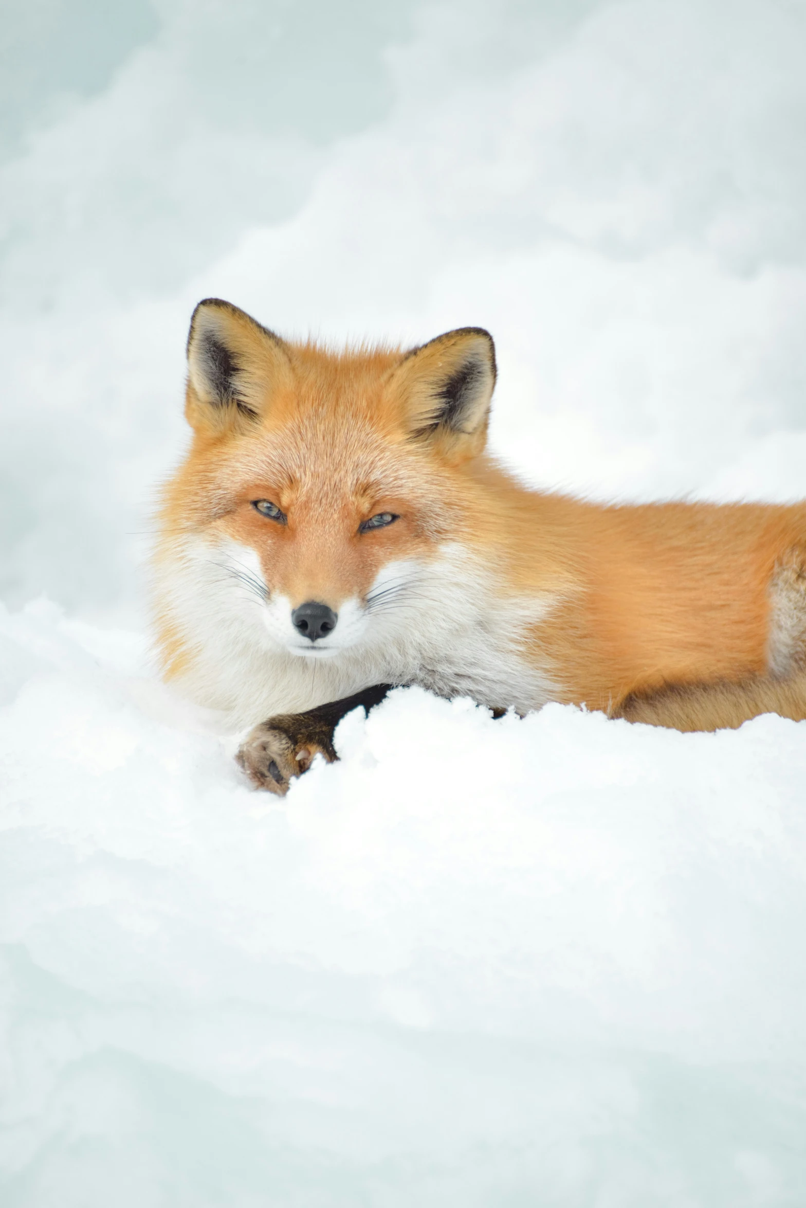 a young fox rests and looks over the snowy surface