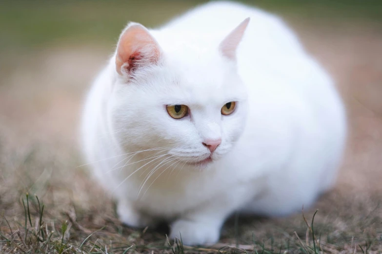 a white cat with bright yellow eyes sitting on some grass