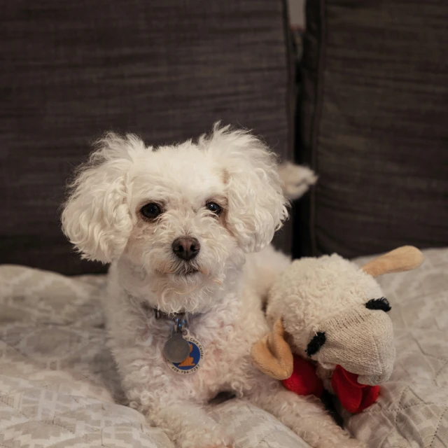 white fluffy dog holding a stuffed animal in his mouth