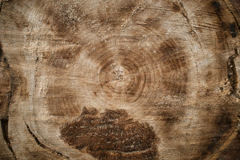 closeup po of an old, peeling piece of wood with different stains