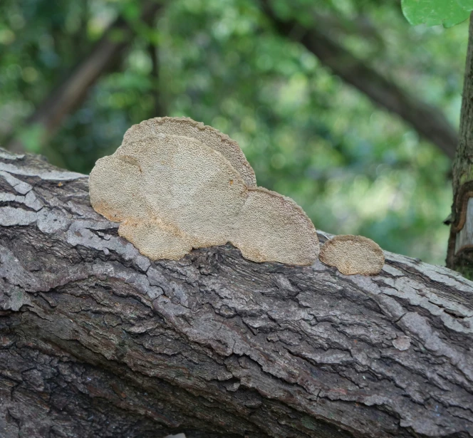 a brown teddy bear on a nch of a tree