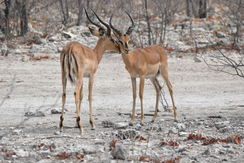 two animals standing next to each other with antelope sticking out their heads