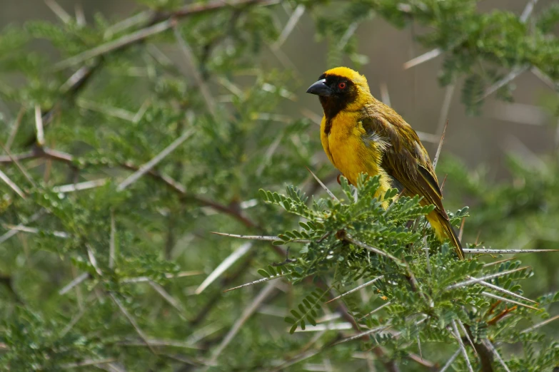 the yellow bird is perched on the small green tree