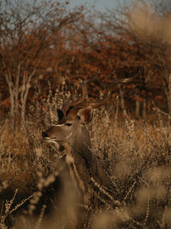 the head of an animal is peeking over it's shoulder