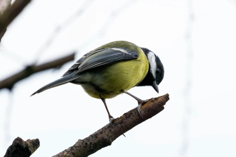 a small yellow bird with black on the wings and head