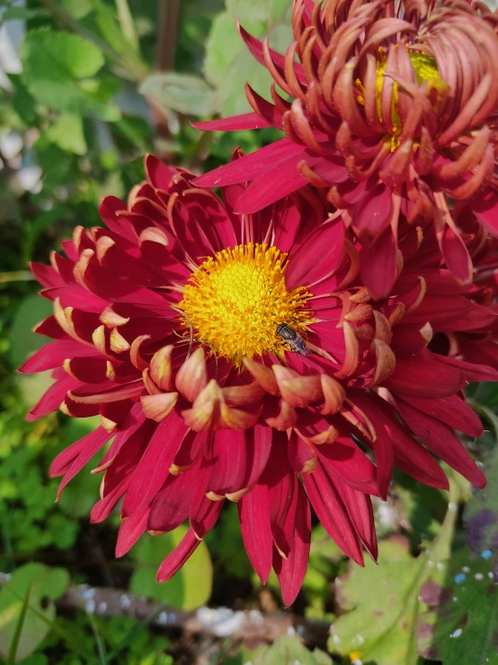 a large flower that is next to some other flowers