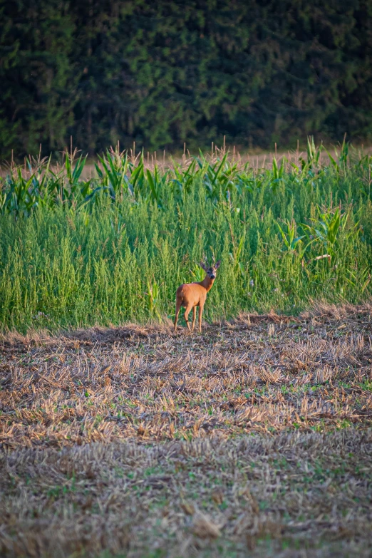 a deer is standing in a field of corn