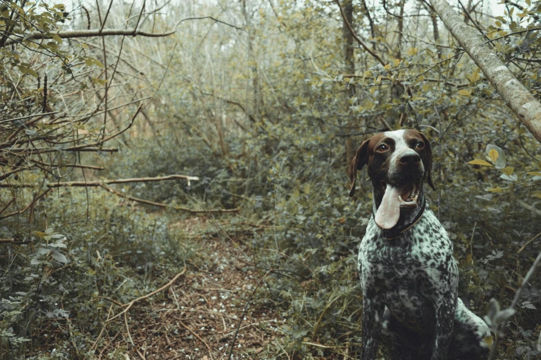 the dog is sitting by himself in the woods