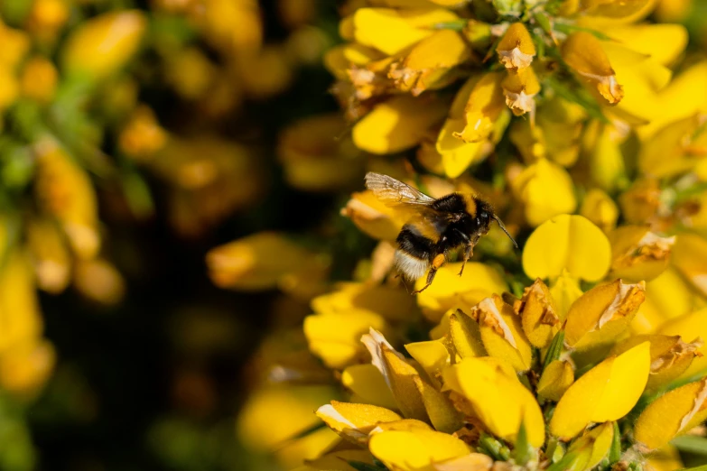 a bee is sitting on a plant with yellow flowers