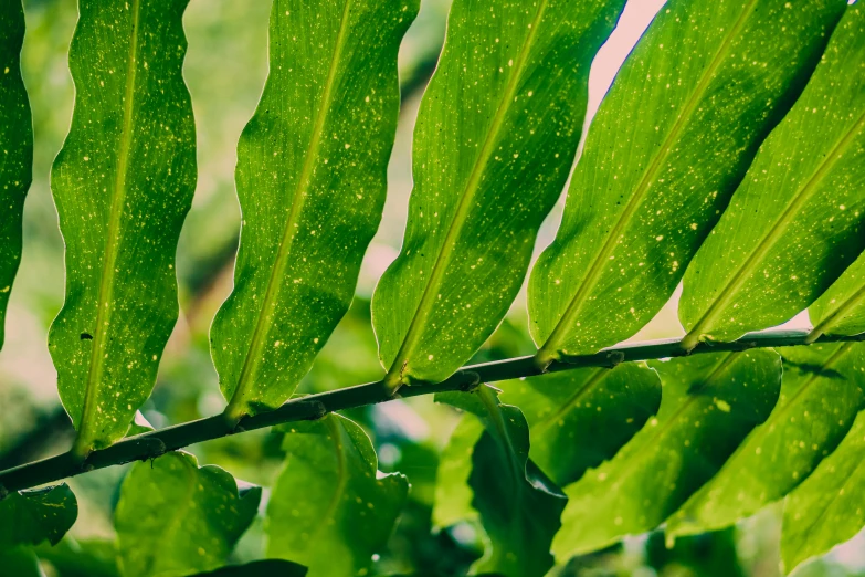 a closeup s of green leaf in the sun