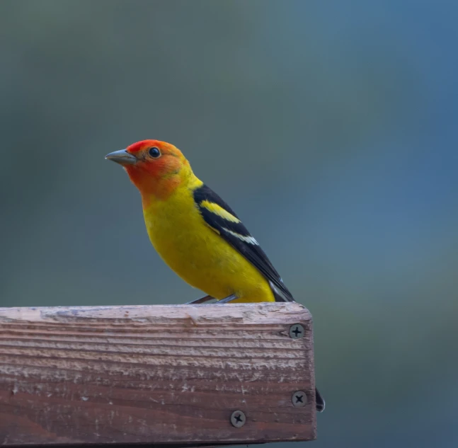 small orange bird on wood beam looking around