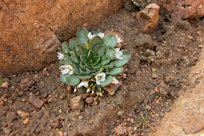 a green plant sprouts from a patch of dirt